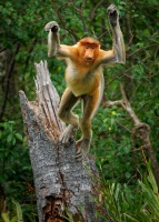 Kahau nosaty - Nasalis larvatus - Proboscis Long-nosed Monkey o8494